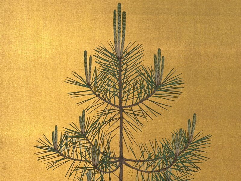 Young Pines on Gold · photograph 6