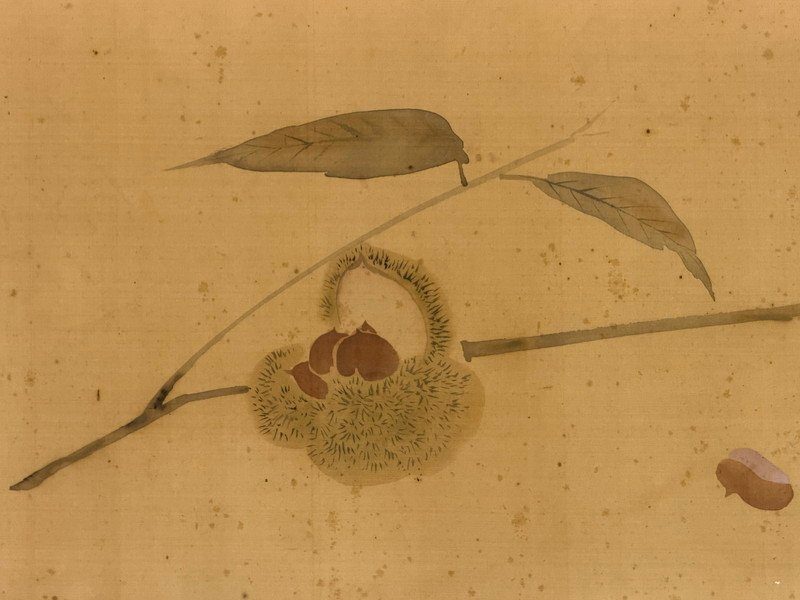 秋の果物と野菜図・写真 5