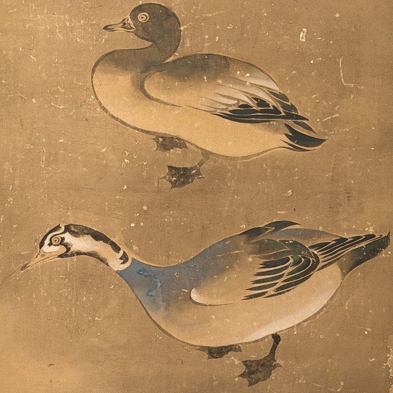 A Gathering of Ducks · photograph 3