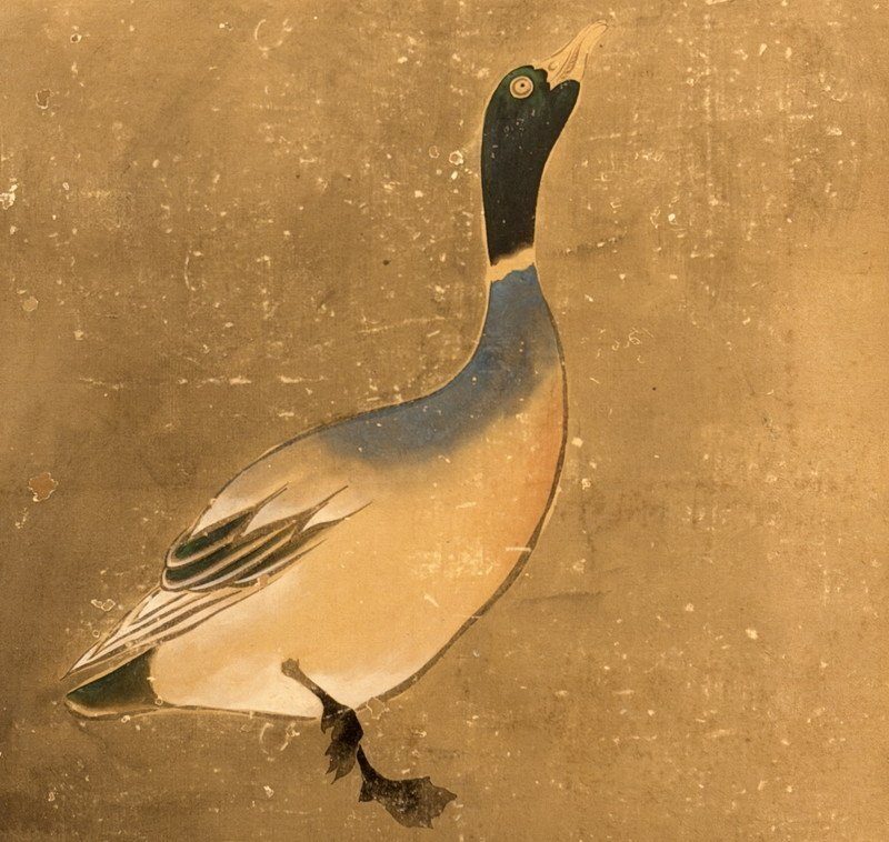 A Gathering of Ducks · photograph 4