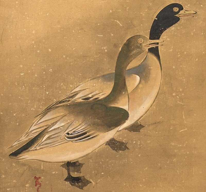 A Gathering of Ducks · photograph 6