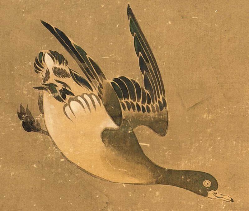 A Gathering of Ducks · photograph 7