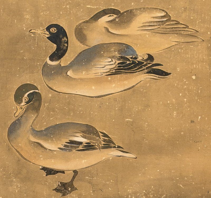 A Gathering of Ducks · photograph 8
